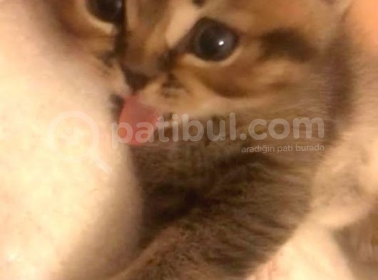 Kedi Sahiplendirme görsel