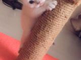 Kedi Sahiplendirme