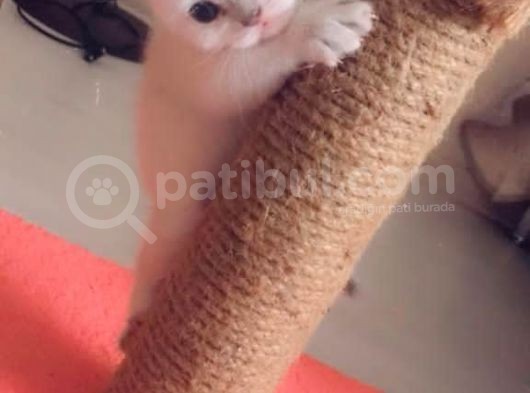 Kedi Sahiplendirme görsel