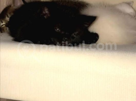 Kedi Sahiplendirme