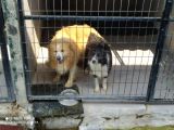 Orjinal Irk Garantili Border Collie Yavruları