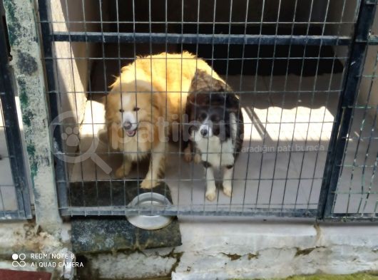 Orjinal Irk Garantili Border Collie Yavruları görsel