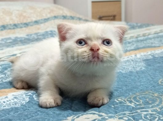 Scotish Fold Red Point görsel