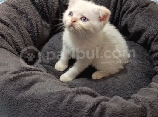 Scotish Fold Red Point görsel