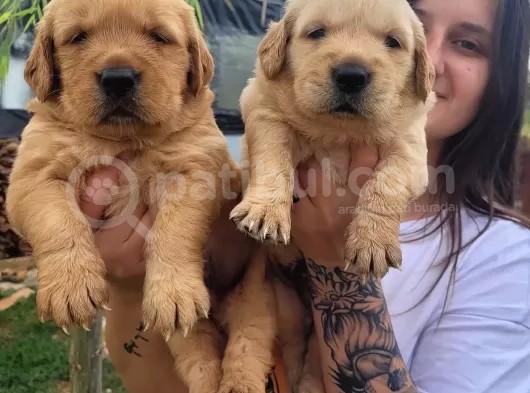 Jumbo Golden Yavruları görsel