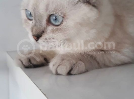 Masmavi Gözlü Sıfır Kulak Lynx Point Fold Yakışıklı görsel
