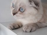 Masmavi Gözlü Sıfır Kulak Lynx Point Fold Yakışıklı