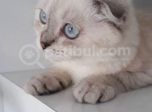 Masmavi Gözlü Sıfır Kulak Lynx Point Fold Yakışıklı görsel