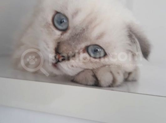 Masmavi Gözlü Sıfır Kulak Lynx Point Fold Yakışıklı görsel