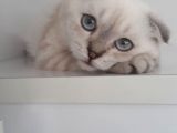 Masmavi Gözlü Sıfır Kulak Lynx Point Fold Yakışıklı