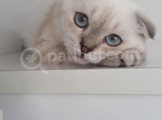 Masmavi Gözlü Sıfır Kulak Lynx Point Fold Yakışıklı