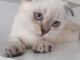 Masmavi Gözlü Sıfır Kulak Lynx Point Fold Yakışıklı