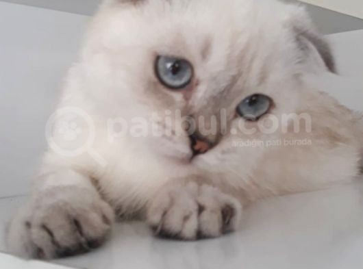 Masmavi Gözlü Sıfır Kulak Lynx Point Fold Yakışıklı görsel