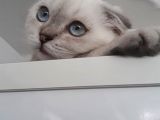 Masmavi Gözlü Sıfır Kulak Lynx Point Fold Yakışıklı