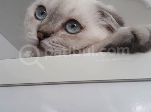 Masmavi Gözlü Sıfır Kulak Lynx Point Fold Yakışıklı görsel