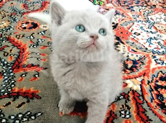 Safkan British Ve Scottish Yavrular görsel