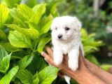 Sevimli Maltese Terrier