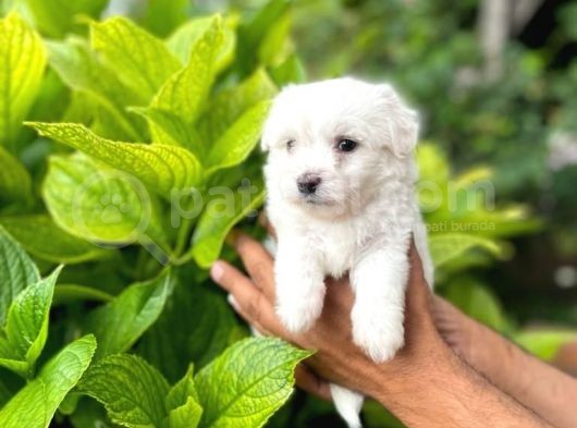 Sevimli Maltese Terrier görsel