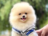 Pomeranian Boo Teddy Bear Ayı Surat Yavrularımız