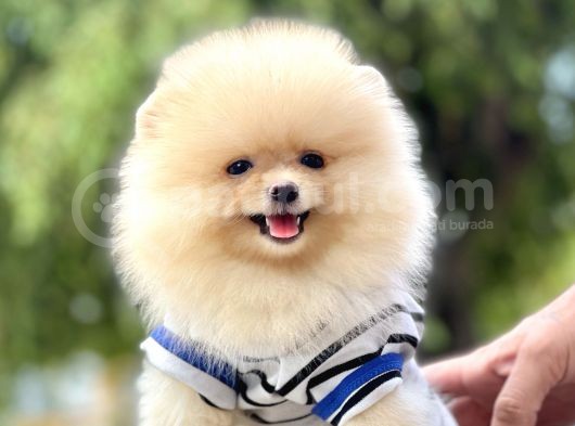 Pomeranian Boo Teddy Bear Ayı Surat Yavrularımız görsel
