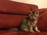 Black Golden Scottish Straight Erkek