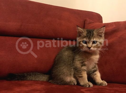 Black Golden Scottish Straight Erkek
