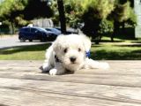 Maltese Terrier Mini Kar Beyaz Yavrularımız