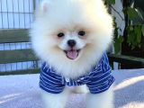 Teddy Bear Pomeranian Boo Yavrular