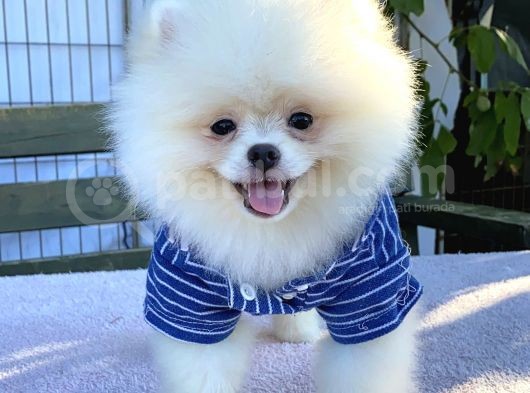 Teddy Bear Pomeranian Boo Yavrular