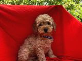 Toy Poodle Yavrular Wc Eği̇ti̇mli̇ Microcip Li Pasaportlu  