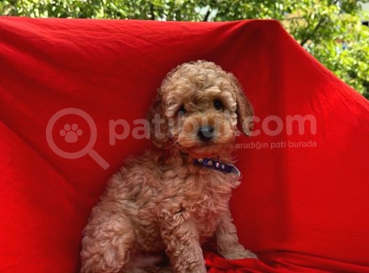 Toy Poodle Yavrular Wc Eği̇ti̇mli̇ Microcip Li Pasaportlu   görsel