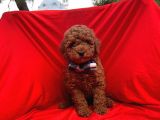 Red Brown Toy Poodle