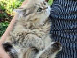 Bri̇ti̇sh Shortai̇r Golden Tabby Di̇şi̇ 4 Aylık