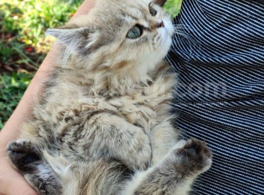 Bri̇ti̇sh Shortai̇r Golden Tabby Di̇şi̇ 4 Aylık