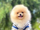 Safkan Pomeranian Boo Yavrularımız