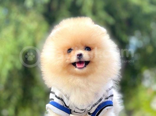Safkan Pomeranian Boo Yavrularımız görsel
