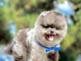 Safkan Pomeranian Boo Yavrularımız