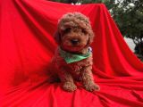 Safkan Toy Poodle Yavrularımız