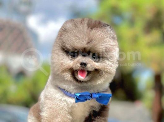 Safkan Pomeranian Boo Yavrularımız görsel