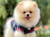 Safkan Pomeranian Boo Yavrularımız