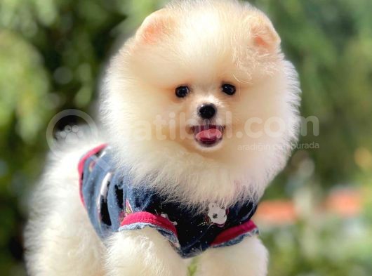 Safkan Pomeranian Boo Yavrularımız görsel