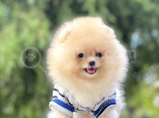 Pomeranian Boo Teddy Bear Ayı Surat Yavrularımız görsel