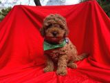 Red Brown Toy Poodle