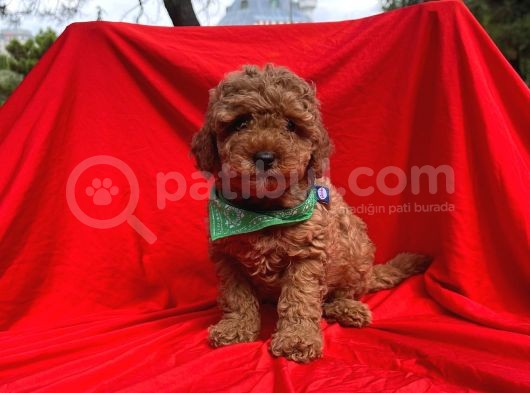 Red Brown Toy Poodle görsel