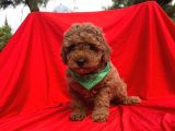 Red Brown Toy Poodle