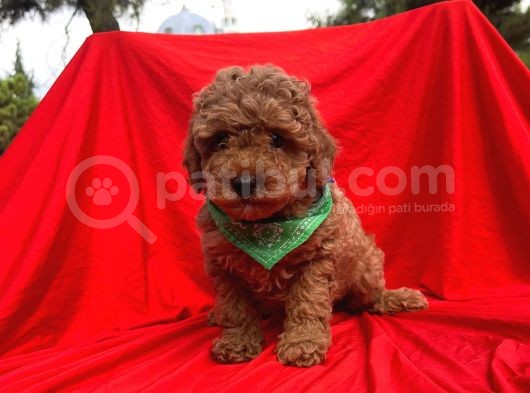 Red Brown Toy Poodle