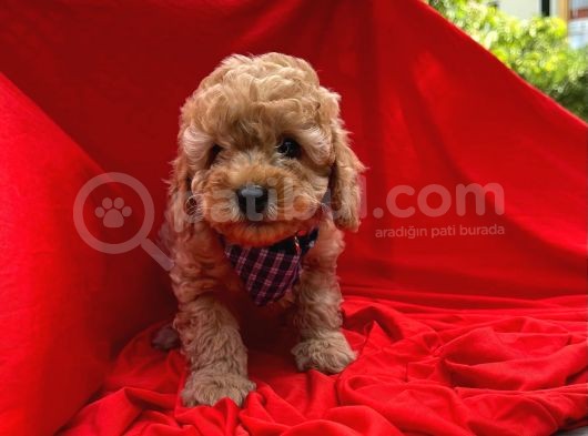 Toy Poodle Yavrular Wc Eği̇ti̇mli̇ Microcip Li Pasaportlu   görsel