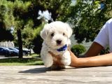 Maltese Terrier Mini Kar Beyaz Yavrularımız