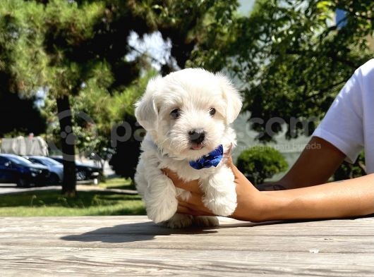 Maltese Terrier Mini Kar Beyaz Yavrularımız görsel
