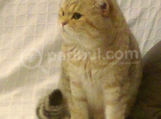 Golden Ny25 Tosun görsel